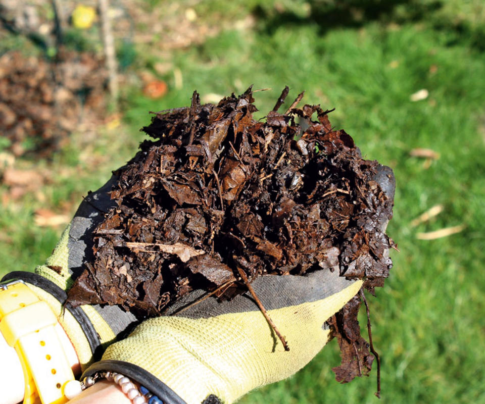 person holding leaf mold in their hands