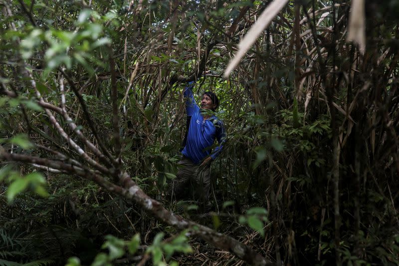 The Wider Image: Taiwan plant hunters race to collect rare species before they are gone