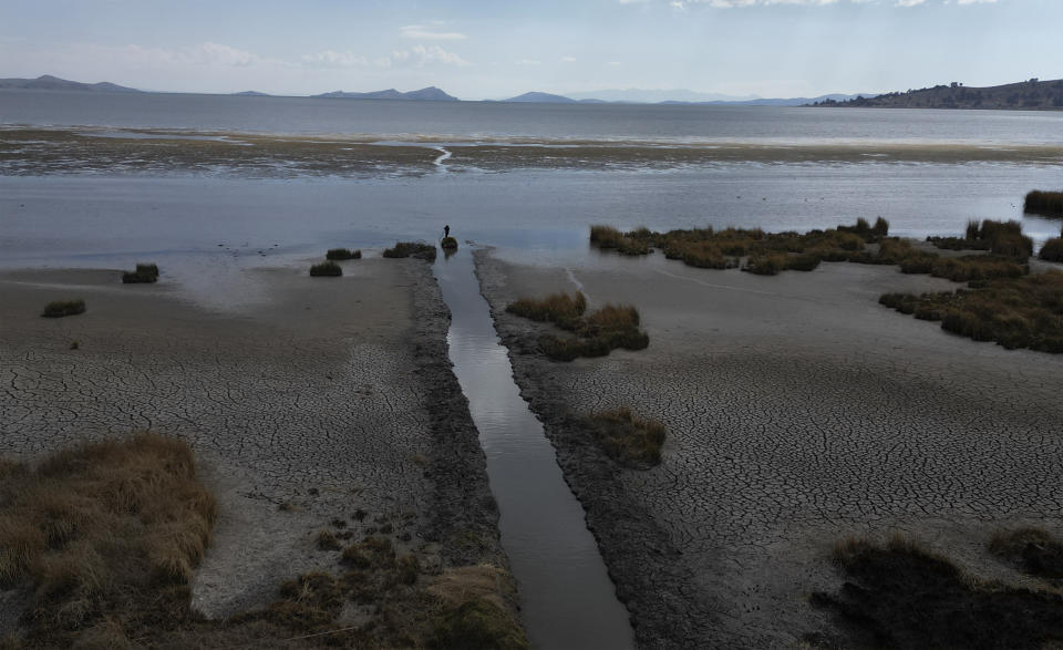 An Indigenous Aymara navigates a canal in his boat transporting seaweed to feed his cows, on Lake Titicaca, in Huarina, Bolivia, Friday, Sept. 29, 2023. (AP Photo/Juan Karita)