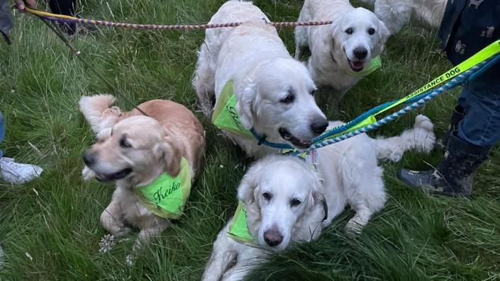 Golden retrievers en Guisachan