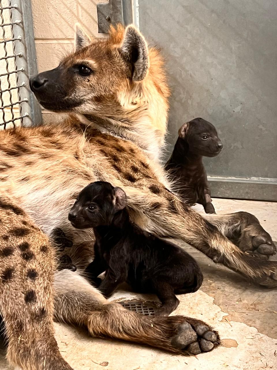 Pili, one of Hattiesburg, Miss., Zoo's spotted hyenas, gave birth for a second time, this time with two cubs, Friday, Oct. 13, 2023.