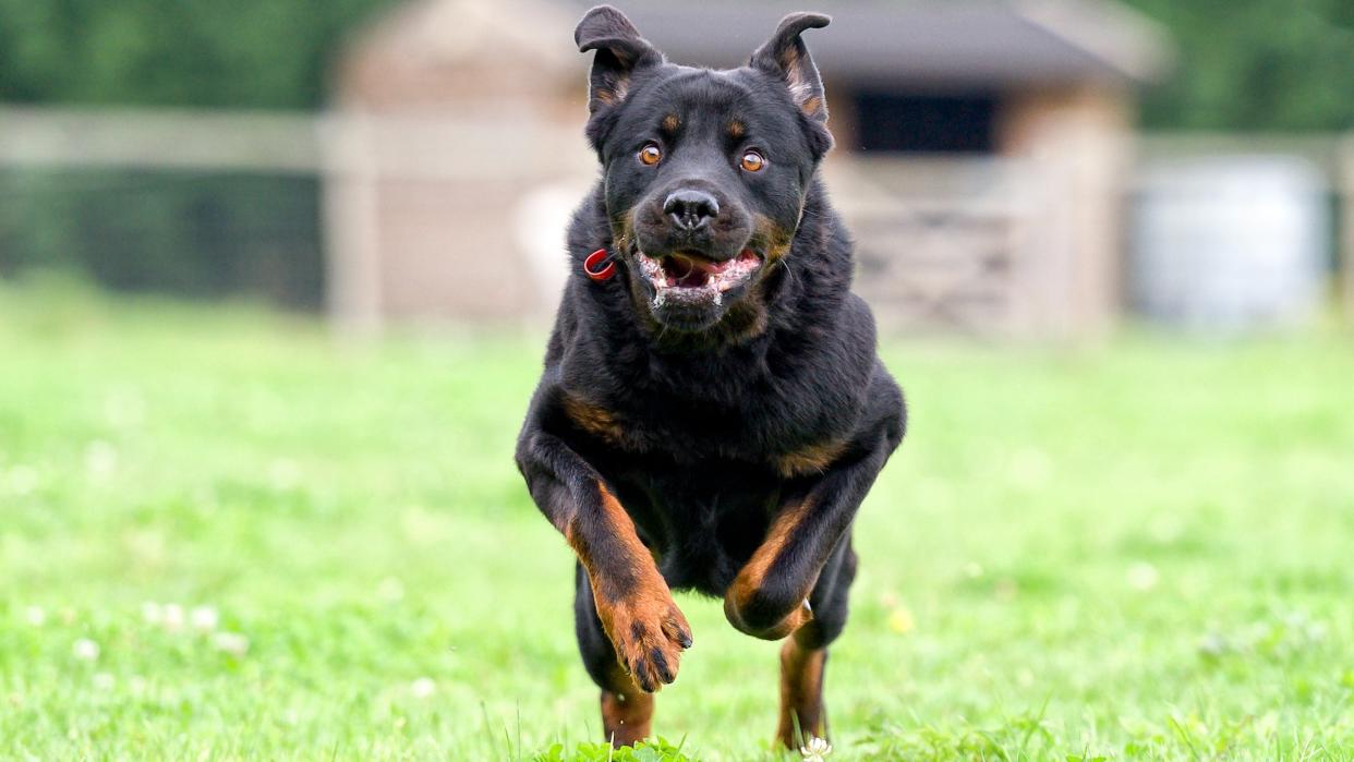  Dog running across the grass 