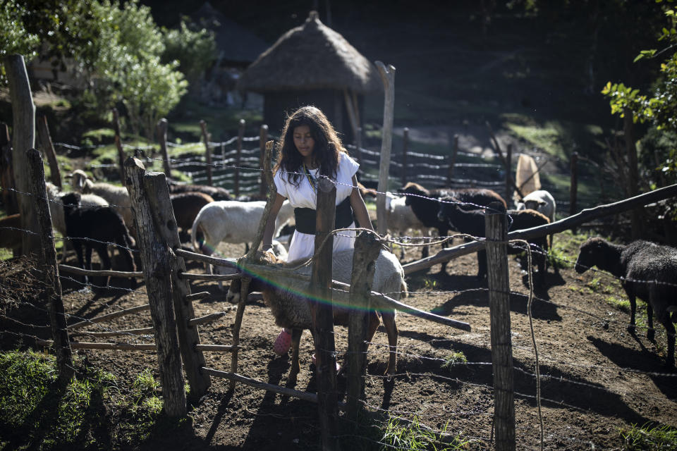 Arhuaco Indigenous youth Irene, 16, helps with the family sheep in Nabusimake on the Sierra Nevada de Santa Marta, Colombia, Wednesday, Jan. 18, 2023. The knowledge that the Arhuacos and the three other Indegenous peoples of the Sierra Nevada de Santa Marta, the Koguis, Wiwas y Kankuamos, has been declared Intangible Cultural Heritage by UNESCO. (AP Photo/Ivan Valencia)