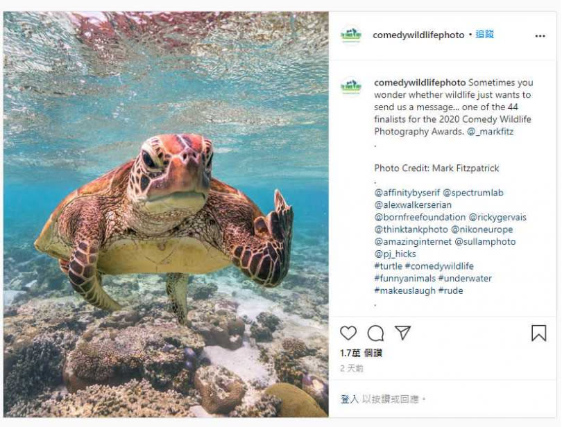 游到一半遭攝影師偷拍，海龜爆怒「比中指」。（圖／Comedy Wildlife Photo IG ）