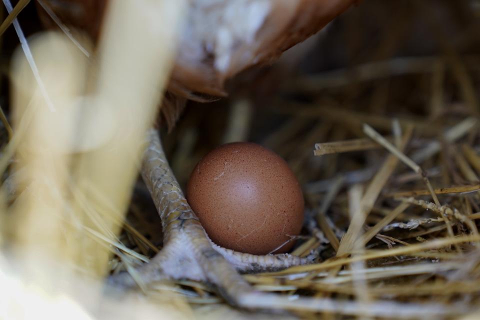 A Red Star hen stands next to an egg Tuesday, Jan. 10, 2023, at Historic Wagner Farm in Glenview, Ill. Anyone going to buy a dozen eggs these days will have to be ready to pay up. That's because a lingering bird flu outbreak, combined with soaring feed, fuel and labor costs, has led to prices more than doubling over the past year. (AP Photo/Erin Hooley)