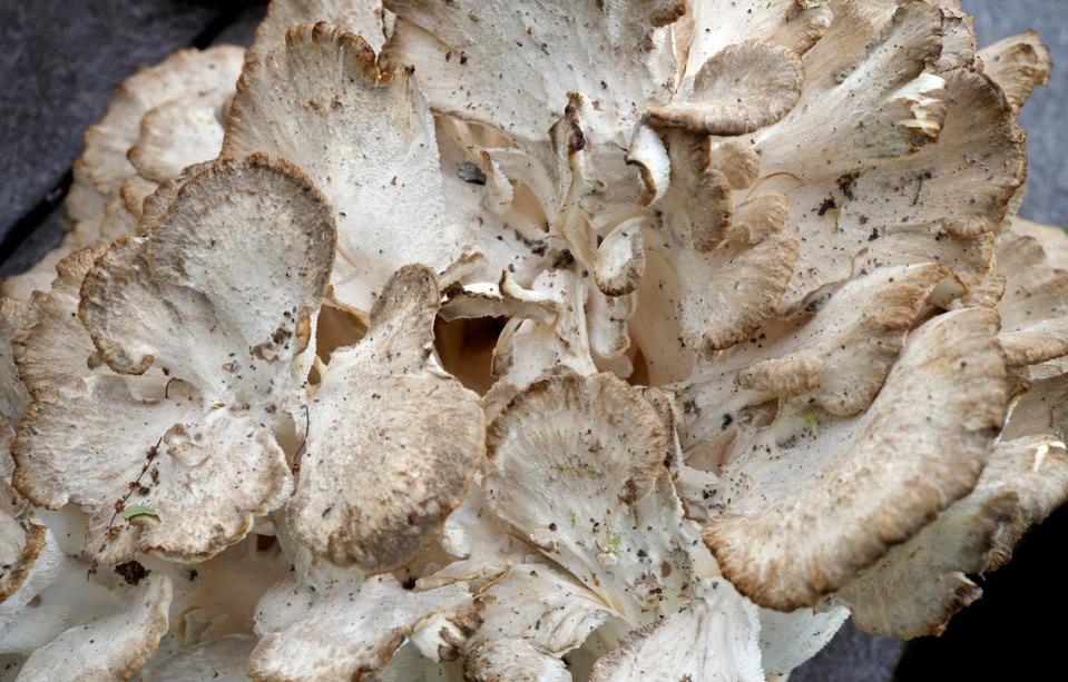 The hen of the woods mushroom, also known as signorina, is a prized delicacy that grows around the base of decaying trees in fall.