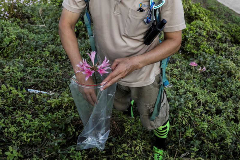 The Wider Image: Taiwan plant hunters race to collect rare species before they are gone