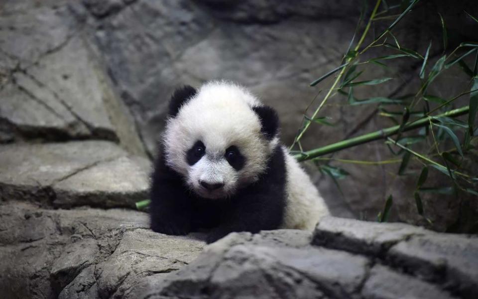 Bei Bei the giant panda cub is seen in an enclosure at the Smithsonian National Zoological Park on Tuesday December 15, 2015 in Washington, DC. He was born August 22, 2015. | The Washington Post/Getty Images