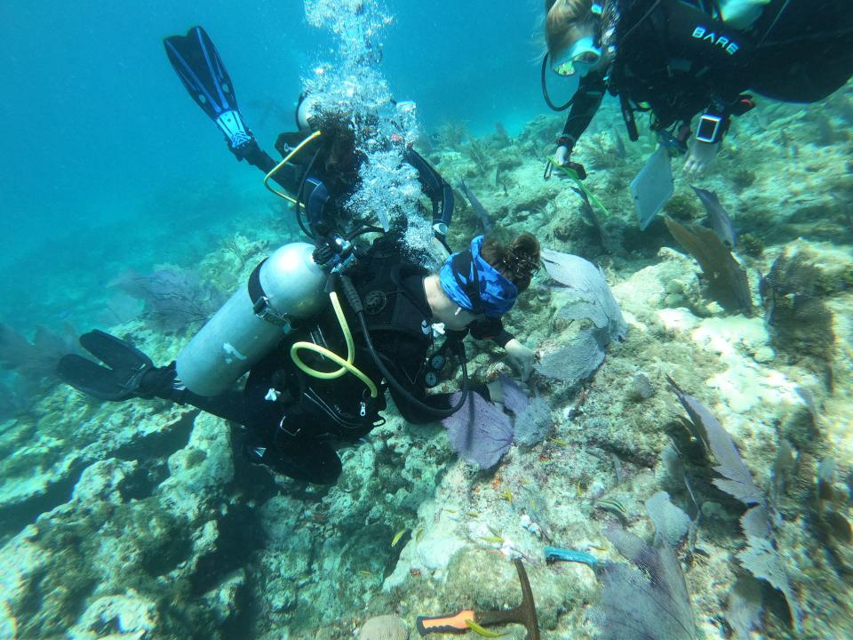 Divers with I.CARE or Islamorada Conservation and Restoration Education plant coral reef sponges on Alligator Reef off of Islamorada in the Florida Keys on Thursday, May 12, 2022.