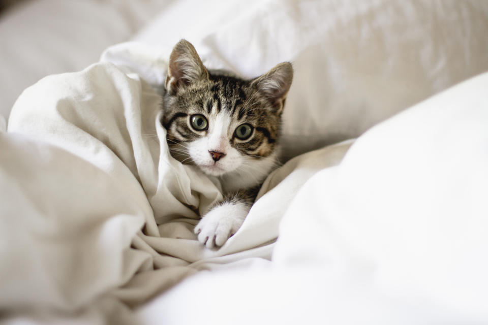 tabby cat, domestic cat, bed, kitten, small