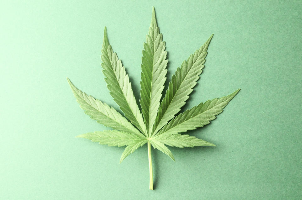 A marijuana leaf.