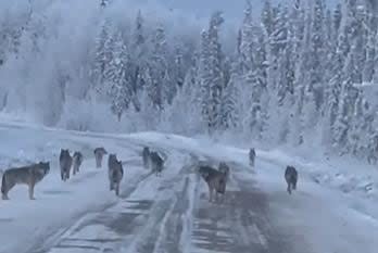 Morgan Watsyk of Fort Simpson, N.W.T., spotted a pack of wolves on the road to Wrigley, N.W.T., in January 2023, and managed to capture it on film.