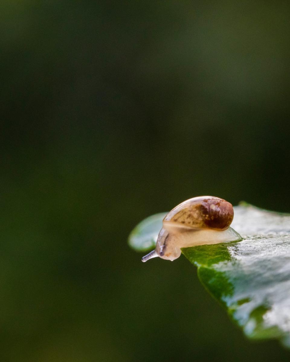 The wet weather has snails moisturised, in their lane, thriving (Greg Rosenke)