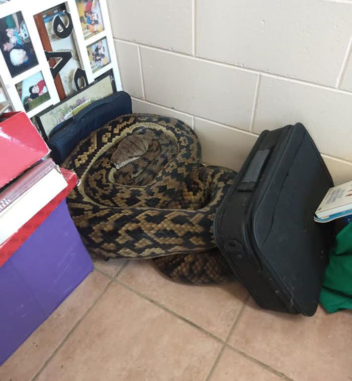 Charlie Bear was called to the Mission Beach home after a giant 40kg python was discovered inside. Source: Megan Prouse