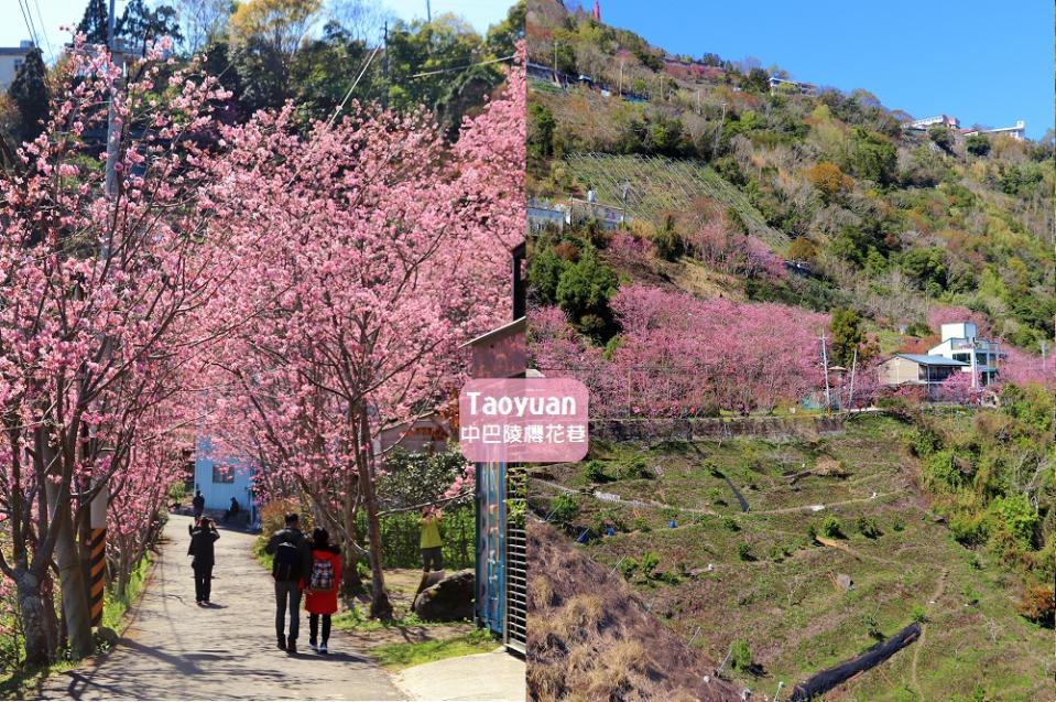 桃園｜中巴陵櫻木花道