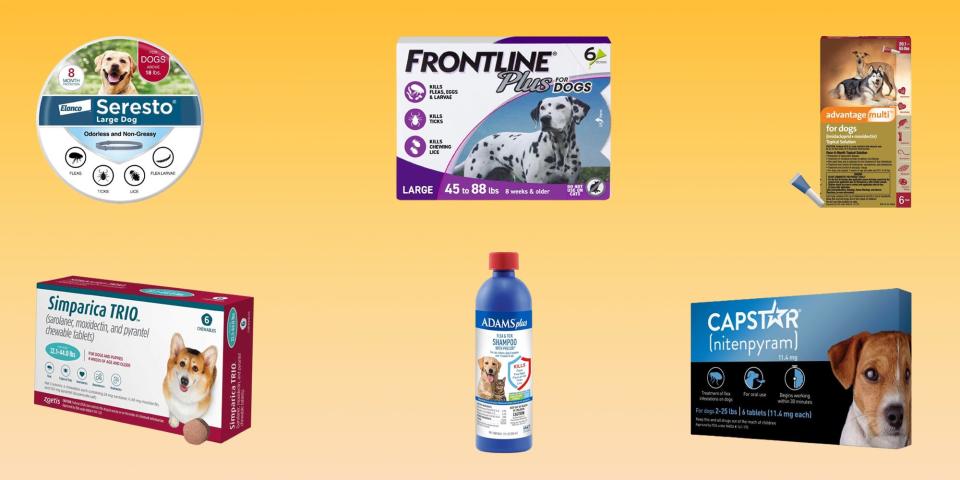 Dog flea treatment medicine packages from Seresto, Frontline, Advantage, Simparica, Adams, and Capstar are on a yellow background.