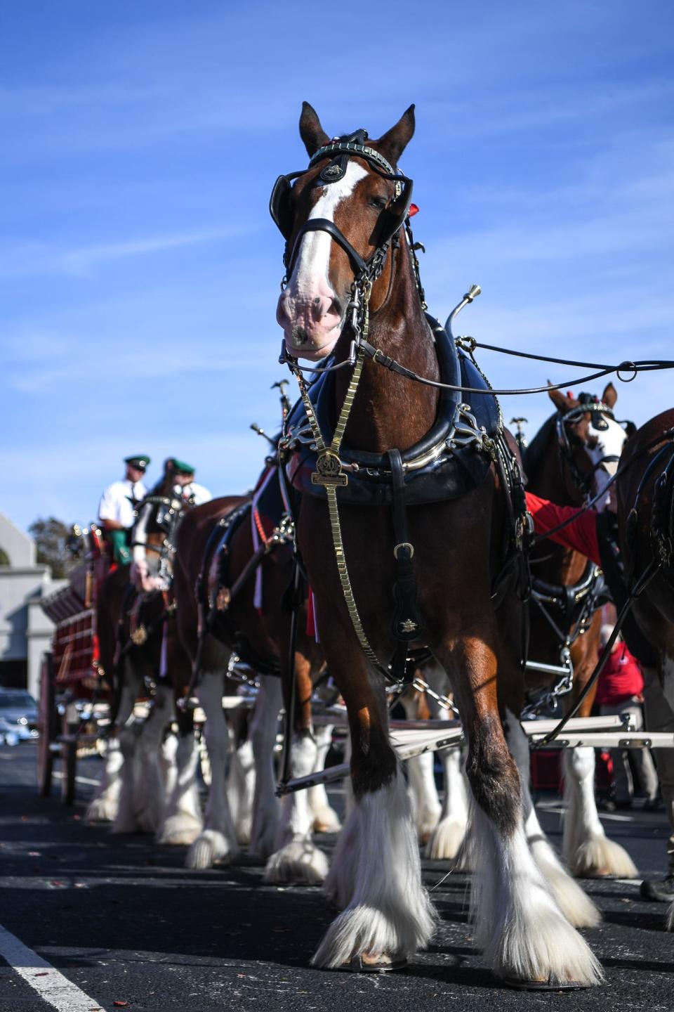 The world-famous Budweiser Clydesdale horses, hitched to the classic red beer wagon, parade on a short route for guests at Food City in Oak Ridge, Saturday, Nov. 11, 2023.