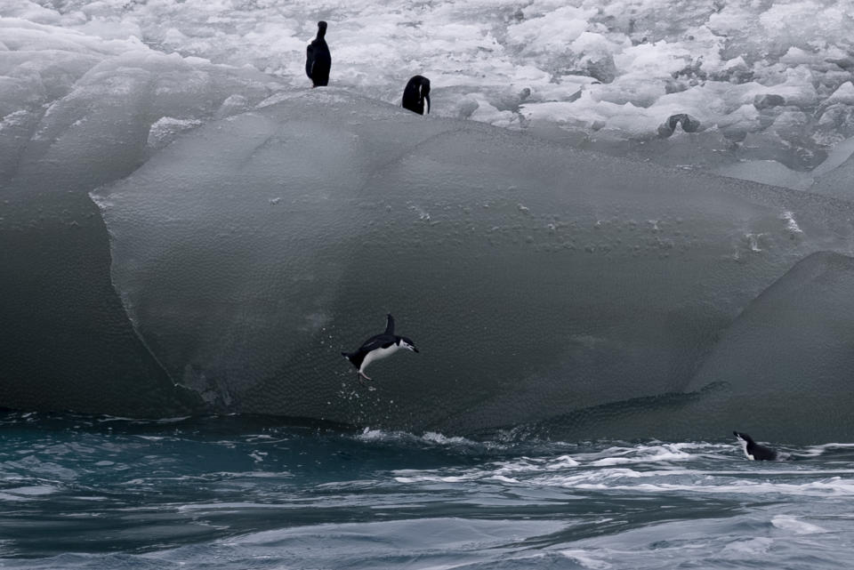 A chipstrap penguin jumps from an iceberg into the Southern Ocean on March 9, 2023. (AP Photo/David Keyton)