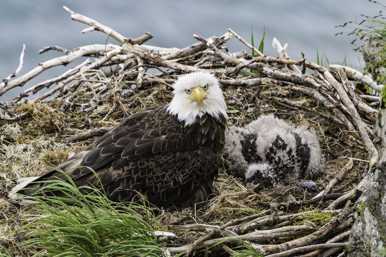 Bald Eagle and its nest in Kukak Bay, Haliaeetus leucocephalus, Katmai National Park, Alaska. With a young chick in the nest.