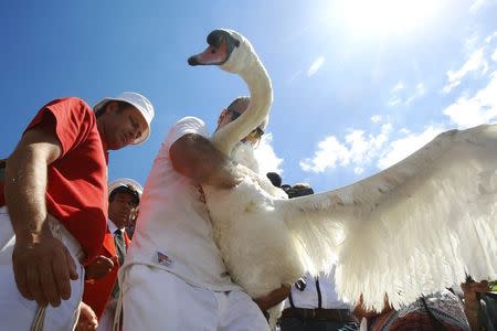 Swan Uppers carry a swan back to the river during the annual Swan Upping ceremony on the River Thames between Shepperton and Windsor in southern England July 14, 2014. REUTERS/Luke MacGregor