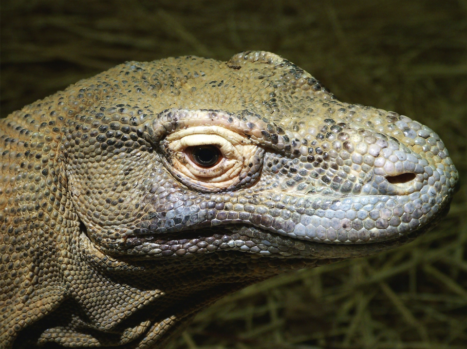 Photo credit: Diane Barber / Fort Worth Zoo