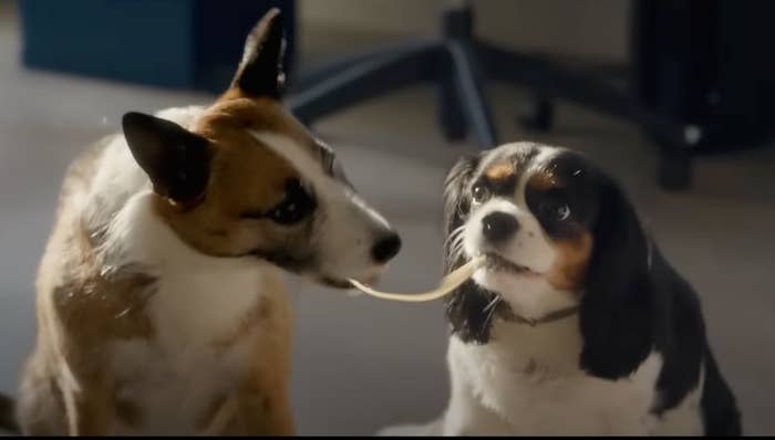 dogs sharing a spaghetti