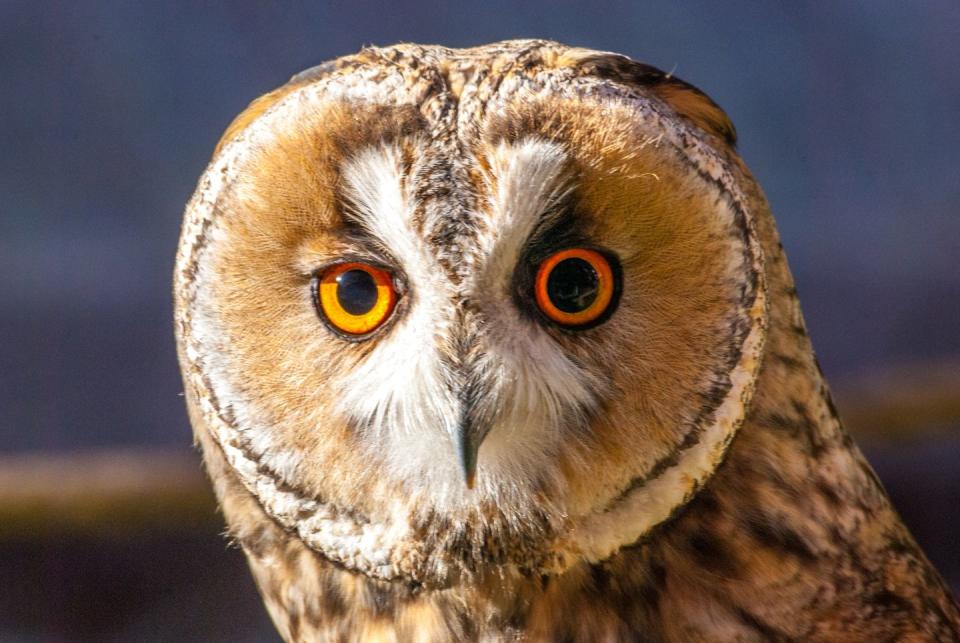 Short-eared owls