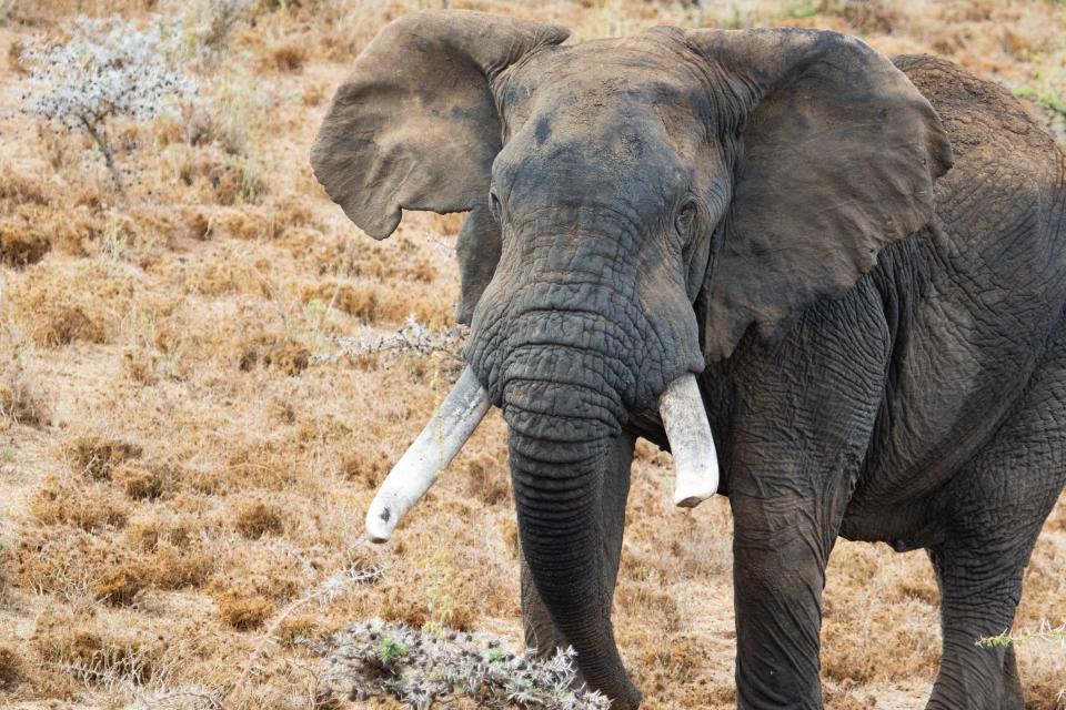 A bull elephant protected by charity Space fro Giants in Northern KenyaMaurice Schutgens