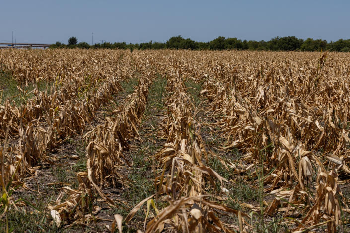 A corn crop that died due to extreme heat and drought in Austin