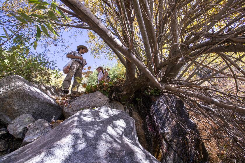 Rimforest, CA - December 04: Environmental activist Bridger Zadina, left, and Tommy Frye, a graduate student at Cal State San Bernardino, view water trickling down the mountainside in an upper stretch of Strawberry Creek, near one of the sites where the company BlueTriton Brands collects water for bottling in the San Bernardino National Forest. Photos taken in San Bernardino National Forest on Saturday, Dec. 4, 2021, near Rimforest, CA. (Allen J. Schaben / Los Angeles Times)