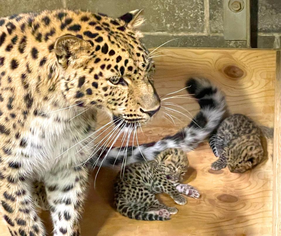 Amur-leopard-and-cubs