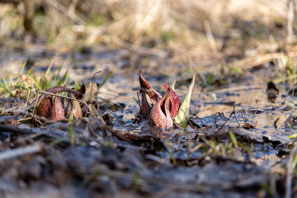 Skunk cabbage will soon begin to sprout, if it hasn't already, spreading its unpleasant odor throughout the wetlands and marshy areas where it can be found. It is one of the first signs of spring.