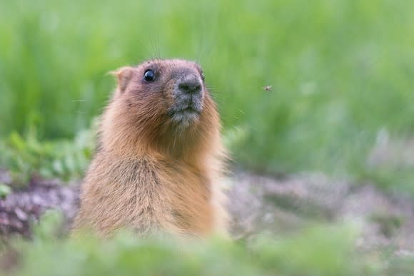 A groundhog in a field.