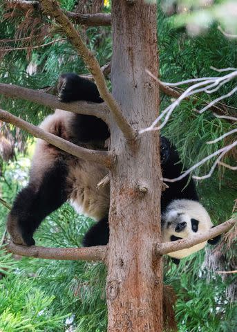 <p>JIM WATSON/AFP via Getty </p> Giant panda Xiao Qi Ji in a tree at the National Zoo