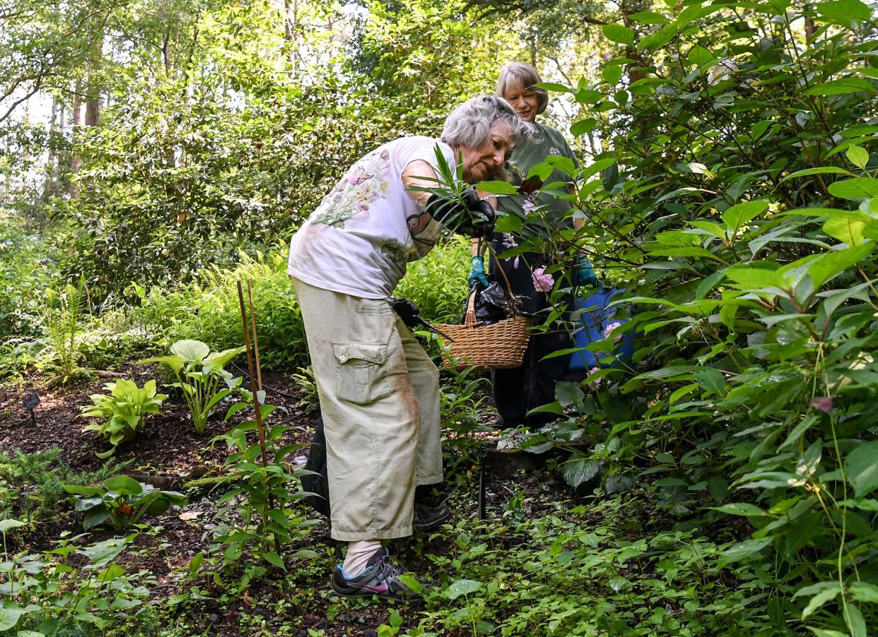 Volunteer Linda Davy of Pendleton, a master gardener, and Betty Bishop, right, of Pickens pull weeds and groom plants at the South Carolina Botanical Garden at Clemson University Tuesday. The garden, with over 500 varieties of hosta plants, has a wide variety of plant life people come to see, along with improved paths and a new gazebo on the upper duck pond. 