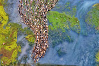 <p>Ducks in the river Baral in Bangladesh. (Photo: Rafeur Rahman/Caters News) </p>