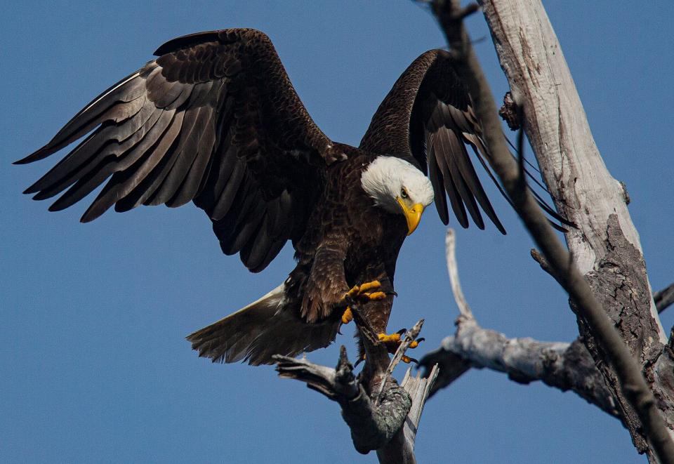 A bald eagle comes in for landing at a nest on Sanibel on Tuesday, Jan. 23, 2024. It is unknown if the eagle couple has any young at this nest. It is nesting season for the popular raptors.