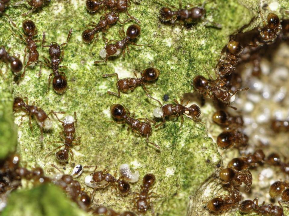 臺灣黑豔家蟻沒有兵蟻，靠工蟻各自出外覓食，且單獨搬食物回巢，是屬於「單打獨鬥型」的螞蟻。（台北市立動物園提供）