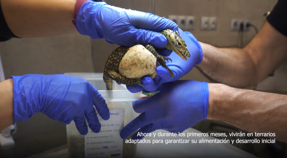 Caretakers help one of the lizards hatch.