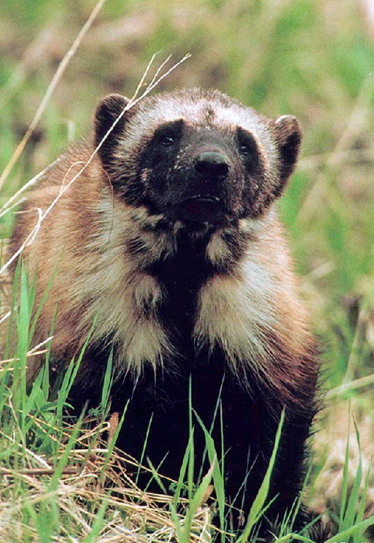 FILE - This undated file photo shows a wolverine in Montana's Glacier National Park. Scientists say climate change could harm populations of the elusive animals that live in alpine areas with deep snow.