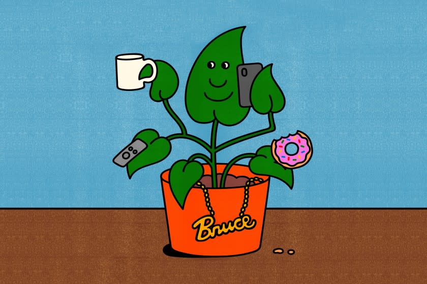 A house plant named Bruce.