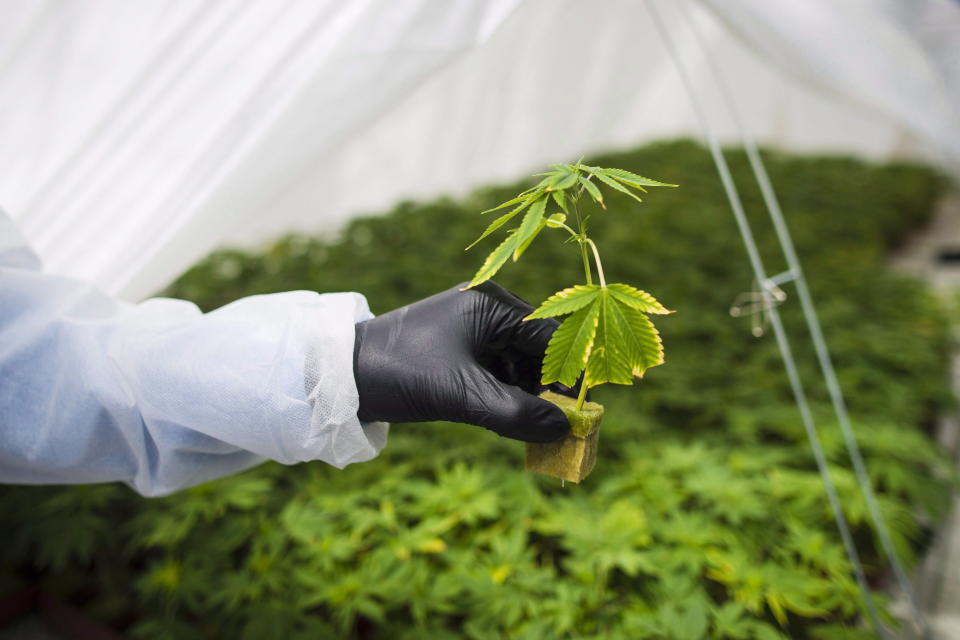 The root system from a cannabis cutting is photographed at the CannTrust Niagara Greenhouse Facility during the grand opening event in Fenwick, Ont., on Tuesday, June 26, 2018. CannTrust Holdings Inc. says Ontario's provincial government cannabis retailer is returning all of the company's products it has because they do not conform with the terms of its master cannabis supply agreement. The company says the total value of the products is about $2.9 million. THE CANADIAN PRESS/ Tijana Martin