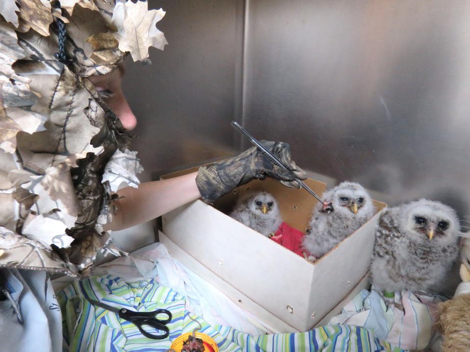 To prevent them from imprinting on humans, St. Francis Wildlife volunteer Emily Shaw wears a camouflage mask when feeding baby barred owls.