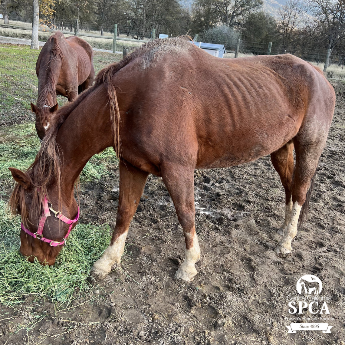 A neglected horse, one of ten seized by Central California SPCA officials, was taken to a secure facility where it is being cared for by the agency.