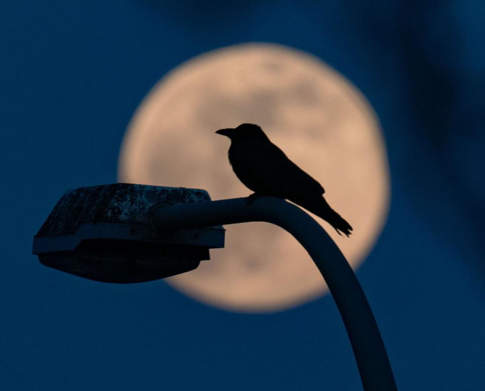 supermoon with bird