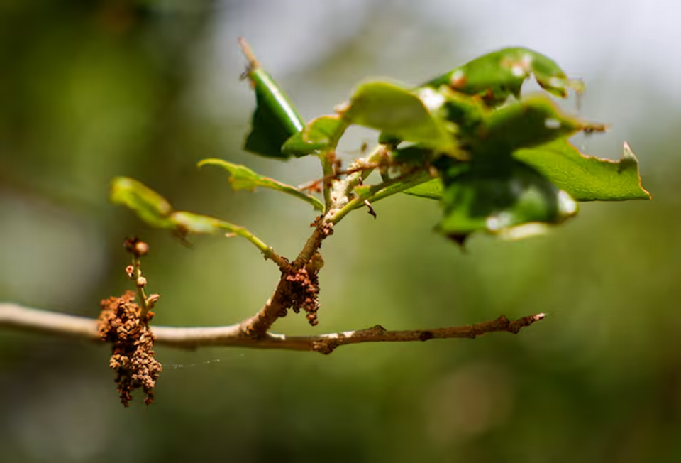 Pollen is seen on a tree in bloom on April 1 in Dunedin. Multiple studies have found that the pollen season is growing longer and more intense due to climate change.