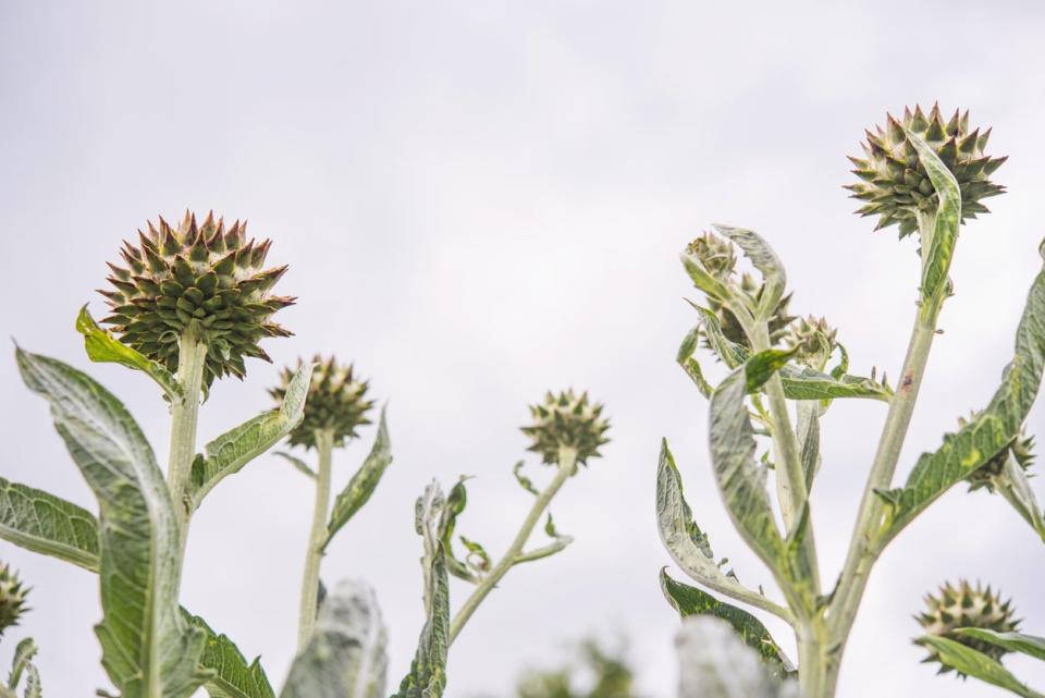 perennial vegetables