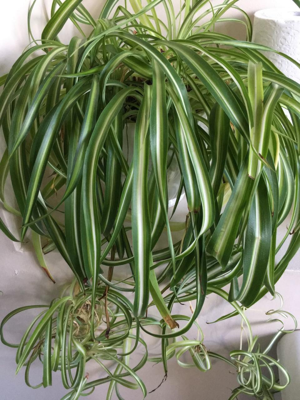 <p>Spider plants prefer bright light, but they will tolerate low light levels. The strapping arching leaves look great in hanging baskets. In moderate to high light levels, they'll produce "babies," which you can snip off to make more plants. </p><p><a class="link " href="https://www.amazon.com/Hirts-Reverse-Variegated-Spider-Plant/dp/B006EO502Y/ref=sr_1_3?crid=196HGXEK4CYIG&keywords=spider+plant&qid=1655848203&sprefix=spider+plant%2Caps%2C113&sr=8-3&tag=syn-yahoo-20&ascsubtag=%5Bartid%7C2164.g.40365346%5Bsrc%7Cyahoo-us" rel="nofollow noopener" target="_blank" data-ylk="slk:Shop Now;elm:context_link;itc:0;sec:content-canvas">Shop Now</a></p>
