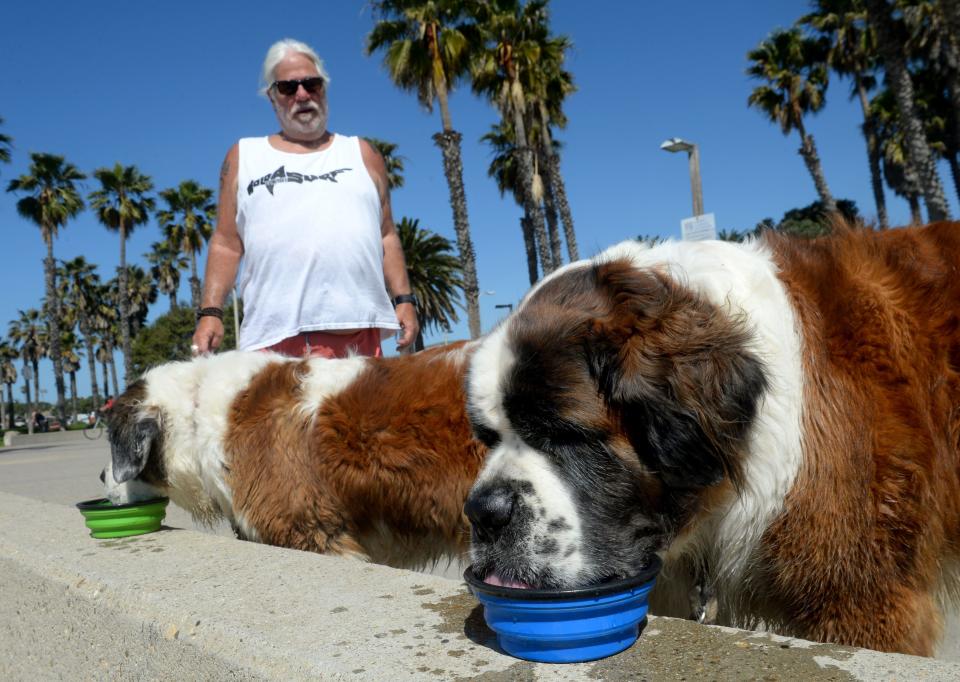Greg Pace let his dogs Molly, left, and Bohdi drink water after their morning walk at San Buenaventura State Beach during a heat wave in April. Hot temperatures are forecast Friday and Saturday for Ventura County.