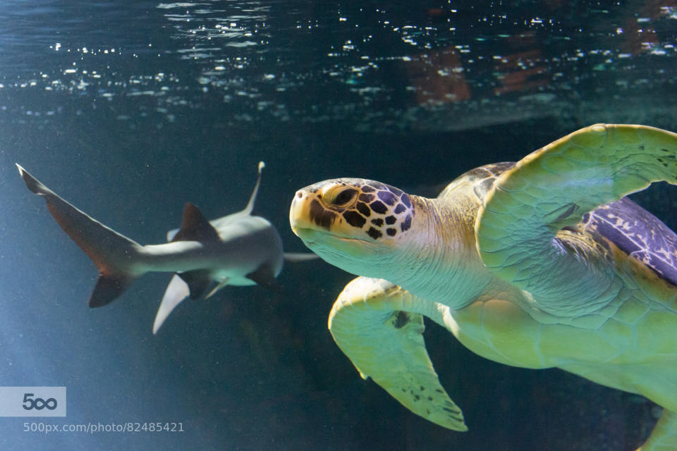 Ocean turtle and shark in Vienna "Haus des Meeres"